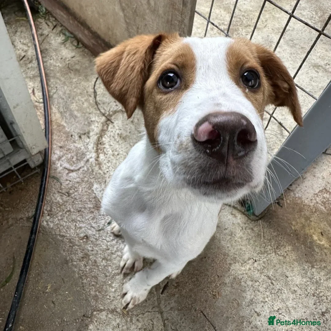 Mixed Breed dogs for adoption: Merlin - Advert 7