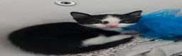 Mixed Breed cats for sale: Kittens for sale  - Advert 4