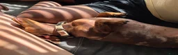 Miniature Dachshund dogs for sale: Beautiful dapple 2yr old girl  in Sheerness - Advert 2