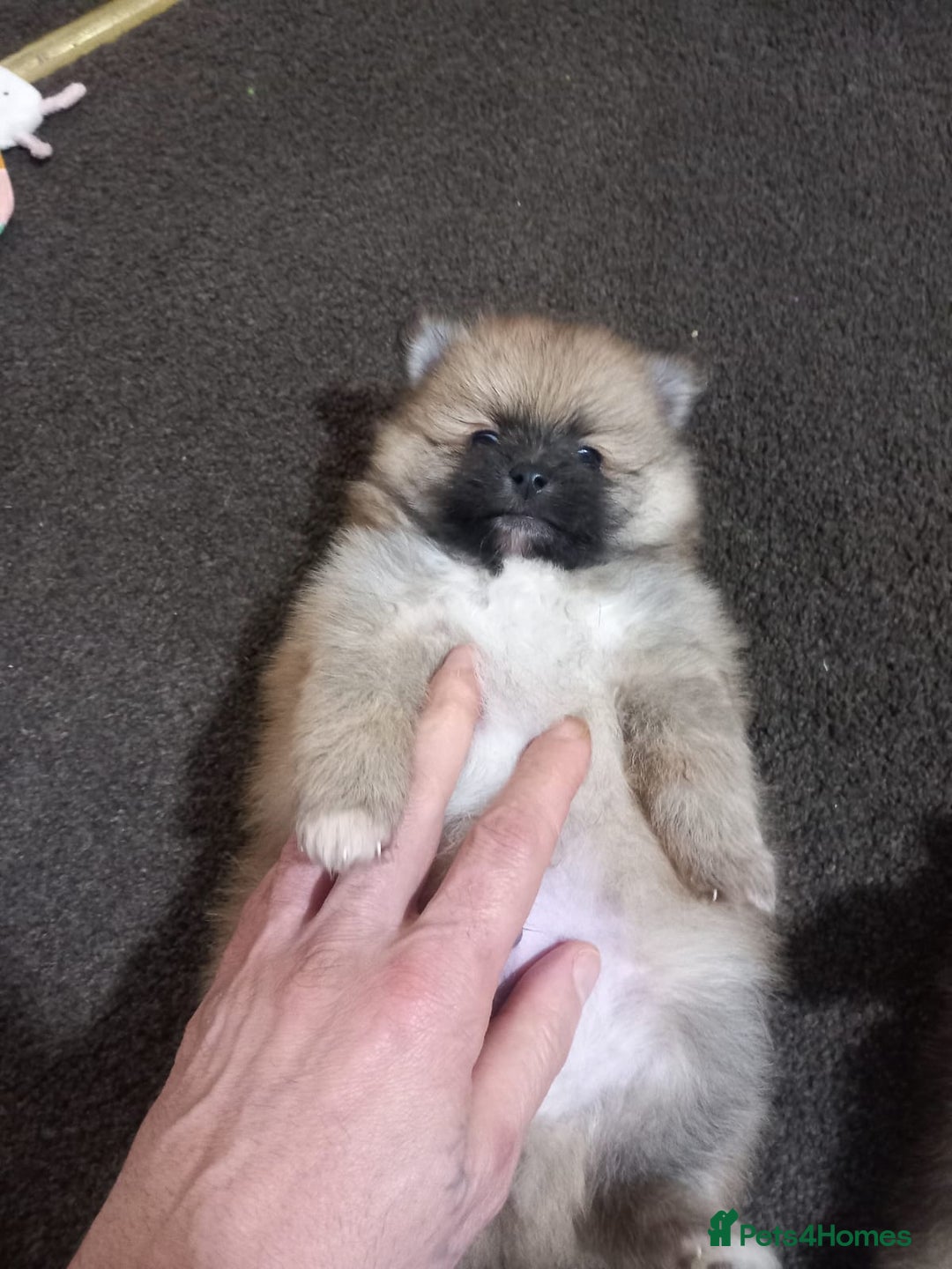 Pomeranian dogs for sale: Pomeranian puppy  - Advert 10