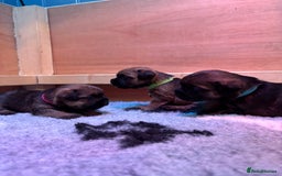 Border Terrier dogs for sale: Gorgeous Border Terrier Puppies looking for homes - Image 33
