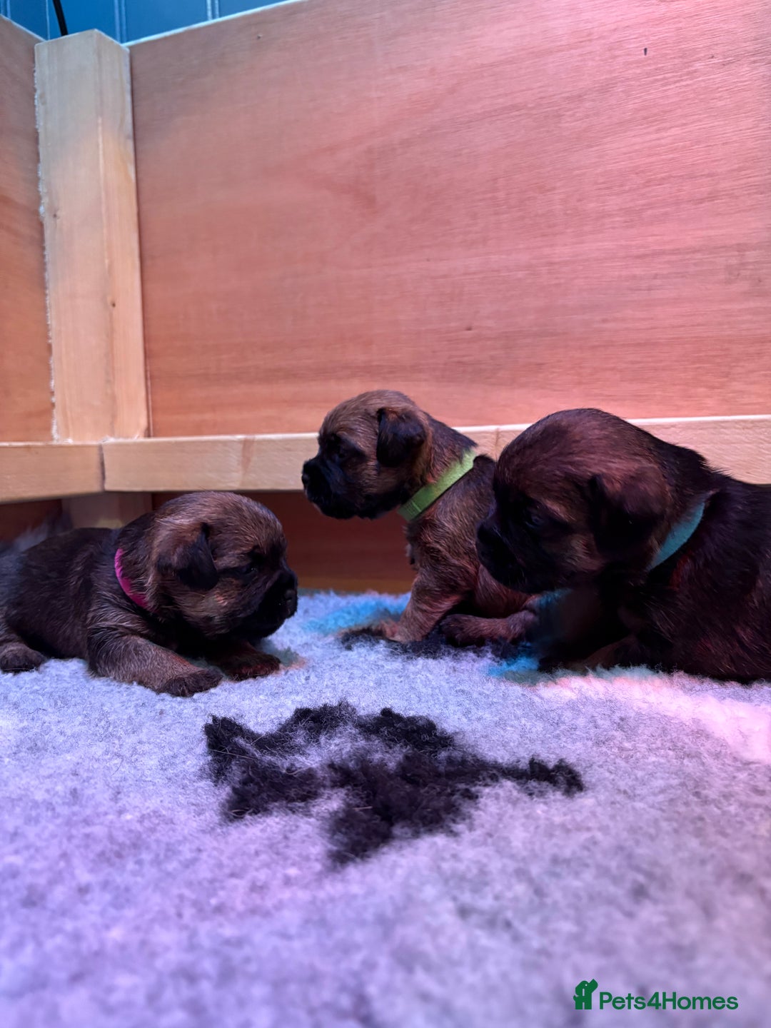 Border Terrier dogs for sale: Gorgeous Border Terrier Puppies looking for homes - Image 33