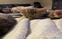 Bengal cats for sale: Cute and fluffy half Bengal kittens  - Image 17
