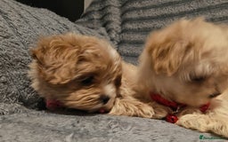 Maltipoo dogs for sale: Miniature Maltipoo Ready to Go - Image 24