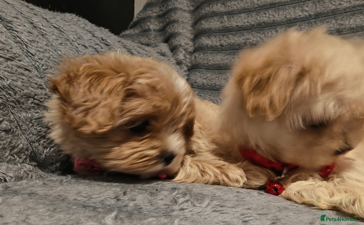 Maltipoo dogs - Advert 3