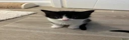 Mixed Breed cats for sale: Beautiful kittens  in Rugby - Advert 5