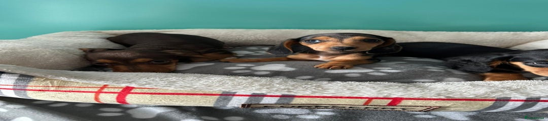 Miniature Dachshund Puppy 5