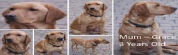 Labrador Retriever dogs for sale: Stunning Red Fox Labs-Health checked, KC Reg, FTCH - Advert 7
