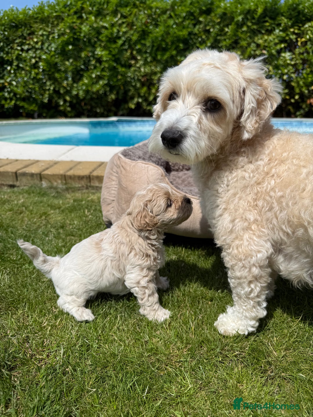 Maltipoo dogs for sale: Maltipoo - Image 10