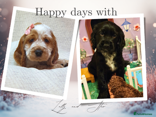 Cocker Spaniel dogs 🩷2 girls available🩷 show type cocker spaniels 🏡 - Advert 8