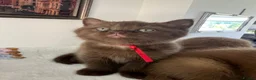 British Shorthair cats for sale: British Shorthair Kittens  - Advert 14