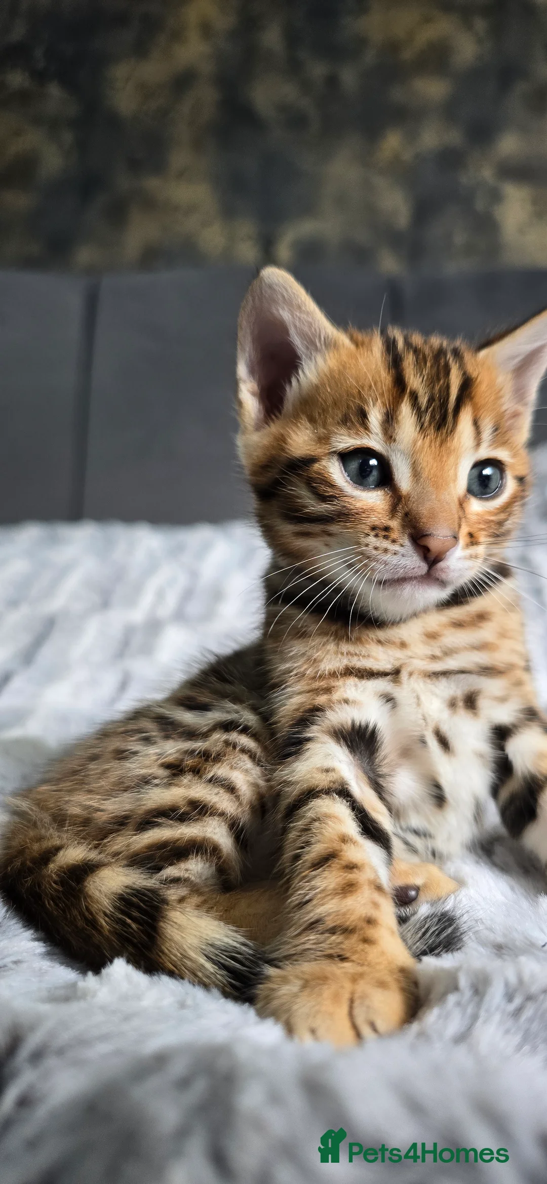 Bengal cats for sale: Waiting list open for kittens 2026-expecting 27.01 - Advert 15