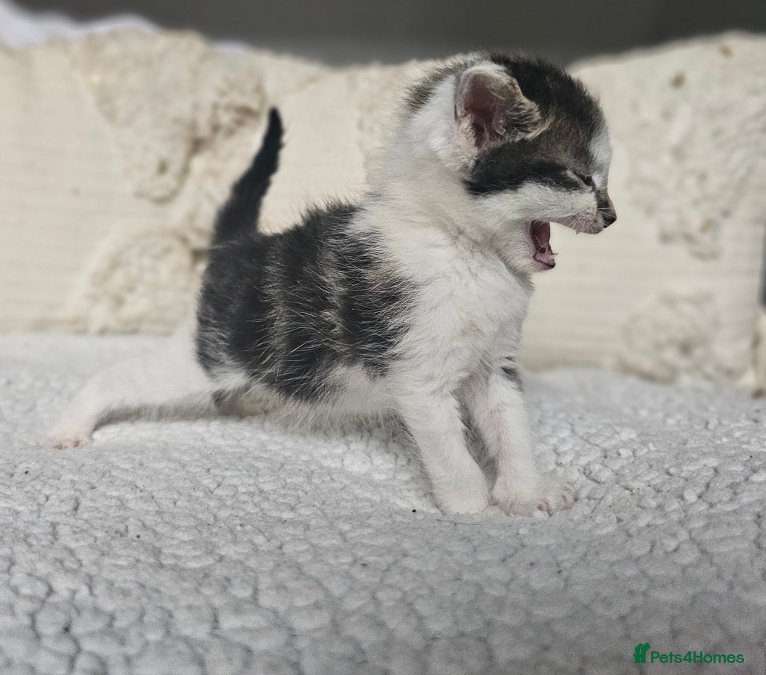 Persian cats for sale: PersianXTortoiseshell Crossbreed Kittens - Image 23