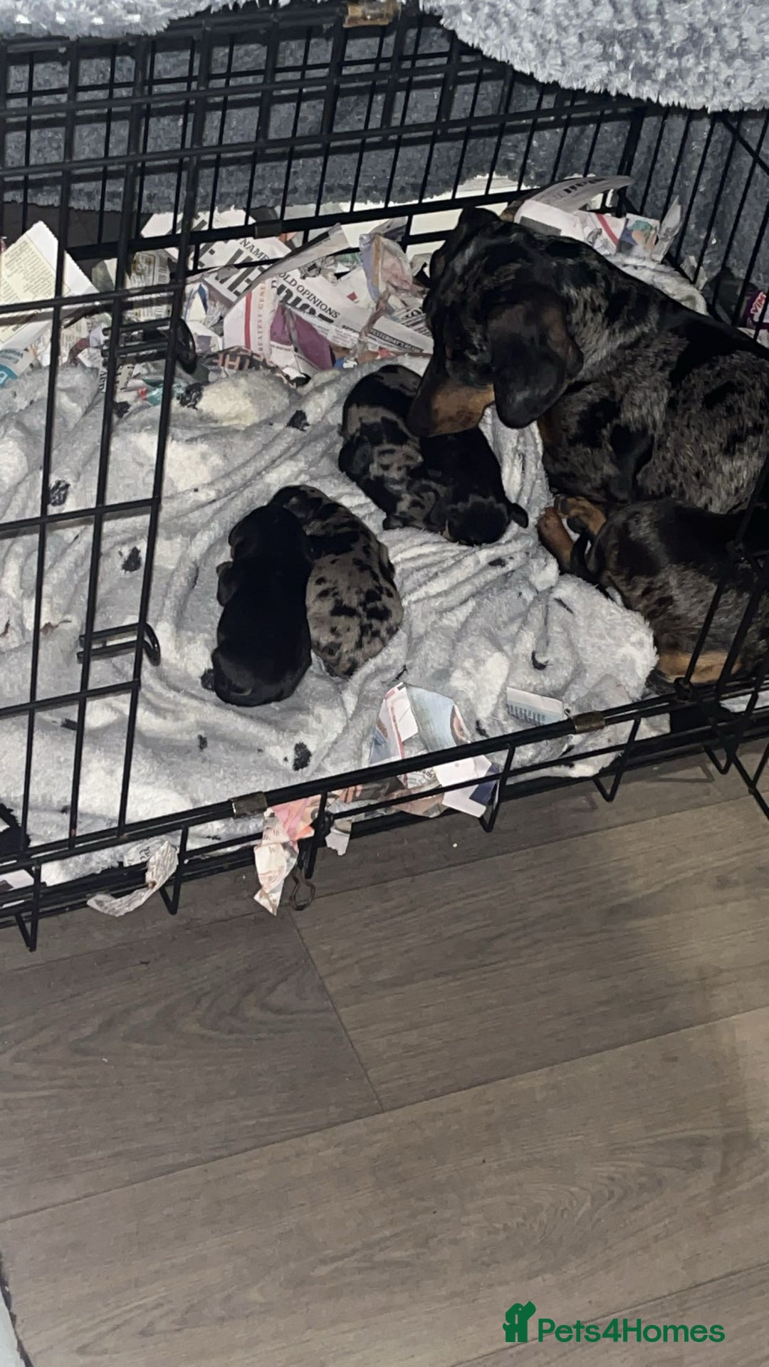 Dachshund dogs for sale: 2 Standard Dachshund Dog Puppies for sale  - Image 6