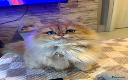 British Longhair cats for sale: Stunning Golden British long hair  - Image 1
