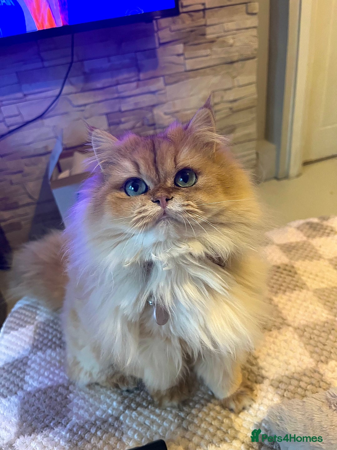 British Longhair cats for sale: Stunning Golden British long hair  - Image 1