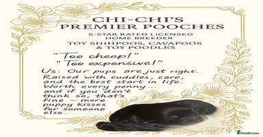 Cavapoo dogs - Advert 7