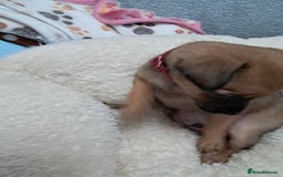 Chihuahua dogs for sale: Chihuahua puppies for sale  - Advert 7