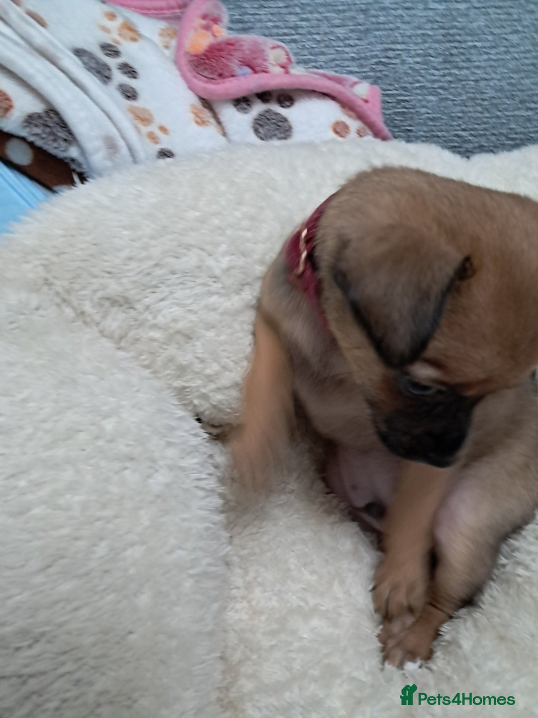 Chihuahua dogs for sale: Chihuahua puppies for sale  - Advert 7