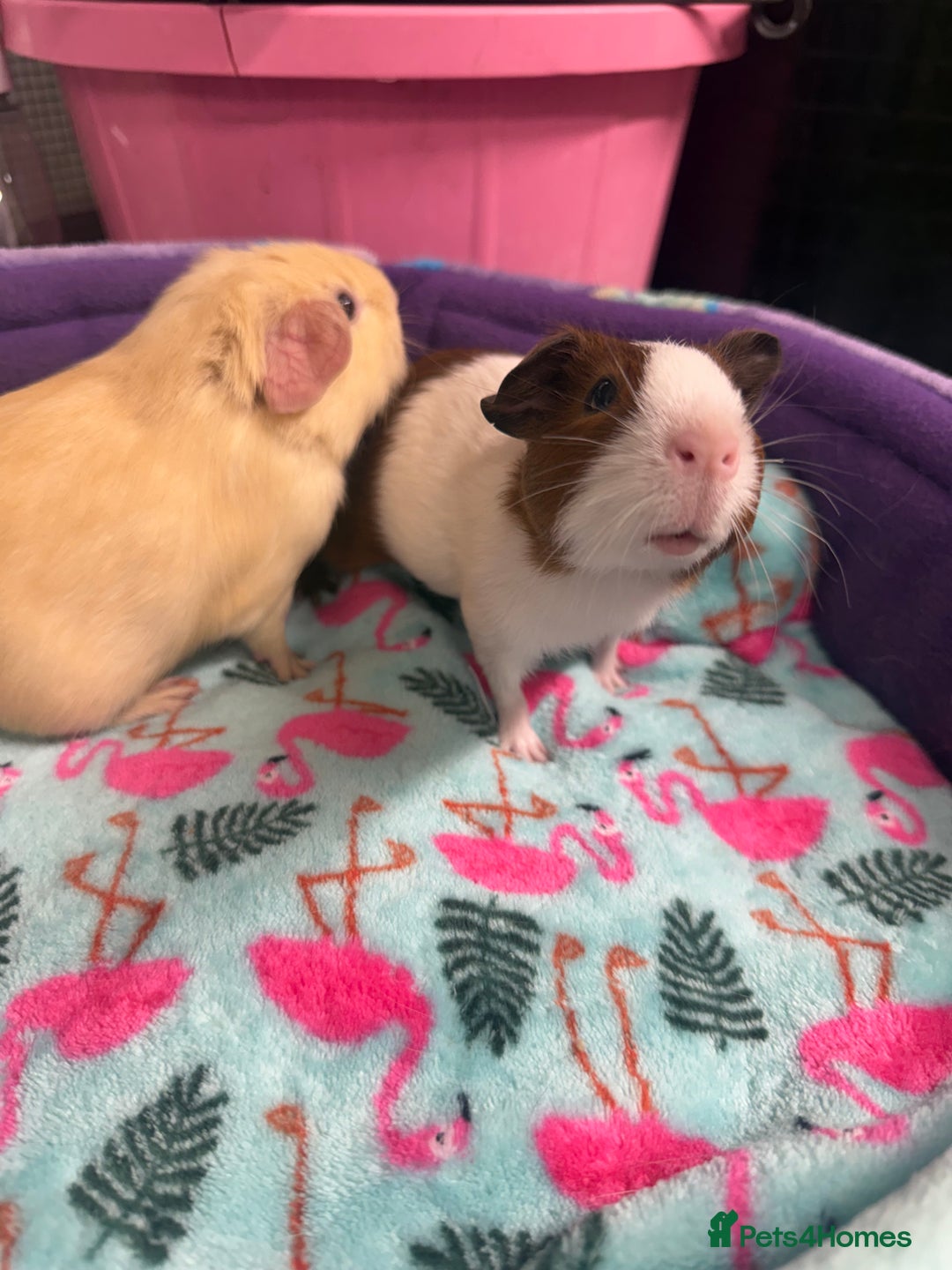 Guinea Pig rodents for sale: Super sweet purebred baby guinea pigs  - Advert 6