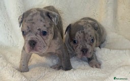 French Bulldog dogs for sale: Lilac blue eyed litter of 6. DWKC registered  - Image 2