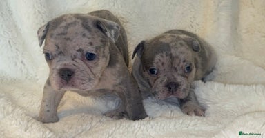 French Bulldog dogs - Advert 4