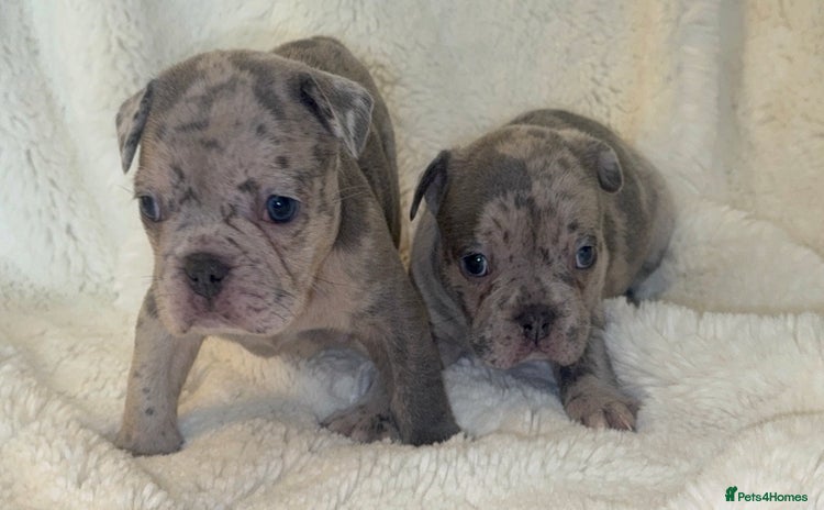 French Bulldog dogs - Advert 12