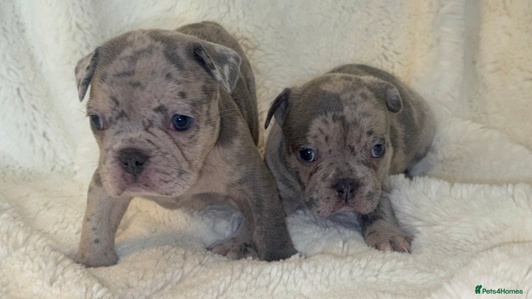French Bulldog dogs for sale: Lilac blue eyed litter of 6. DWKC registered  - Image 2