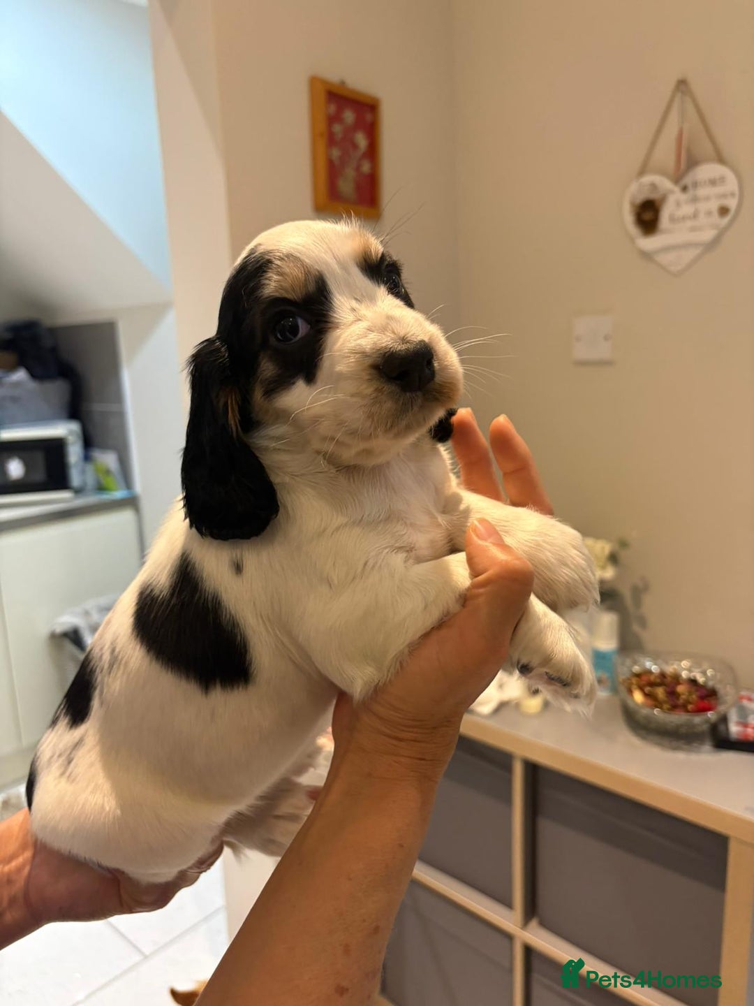 Cocker Spaniel dogs for sale: Pure show type KC reg DNA health test  - Advert 33