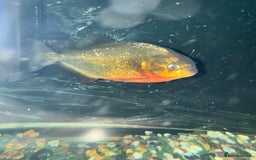 Piranhas fish for sale: RED BELLY PIRHANA/TINFOIL BARBS/PINKTAIL CHALCEUS - Image 3