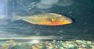 Piranhas fish - Advert 3