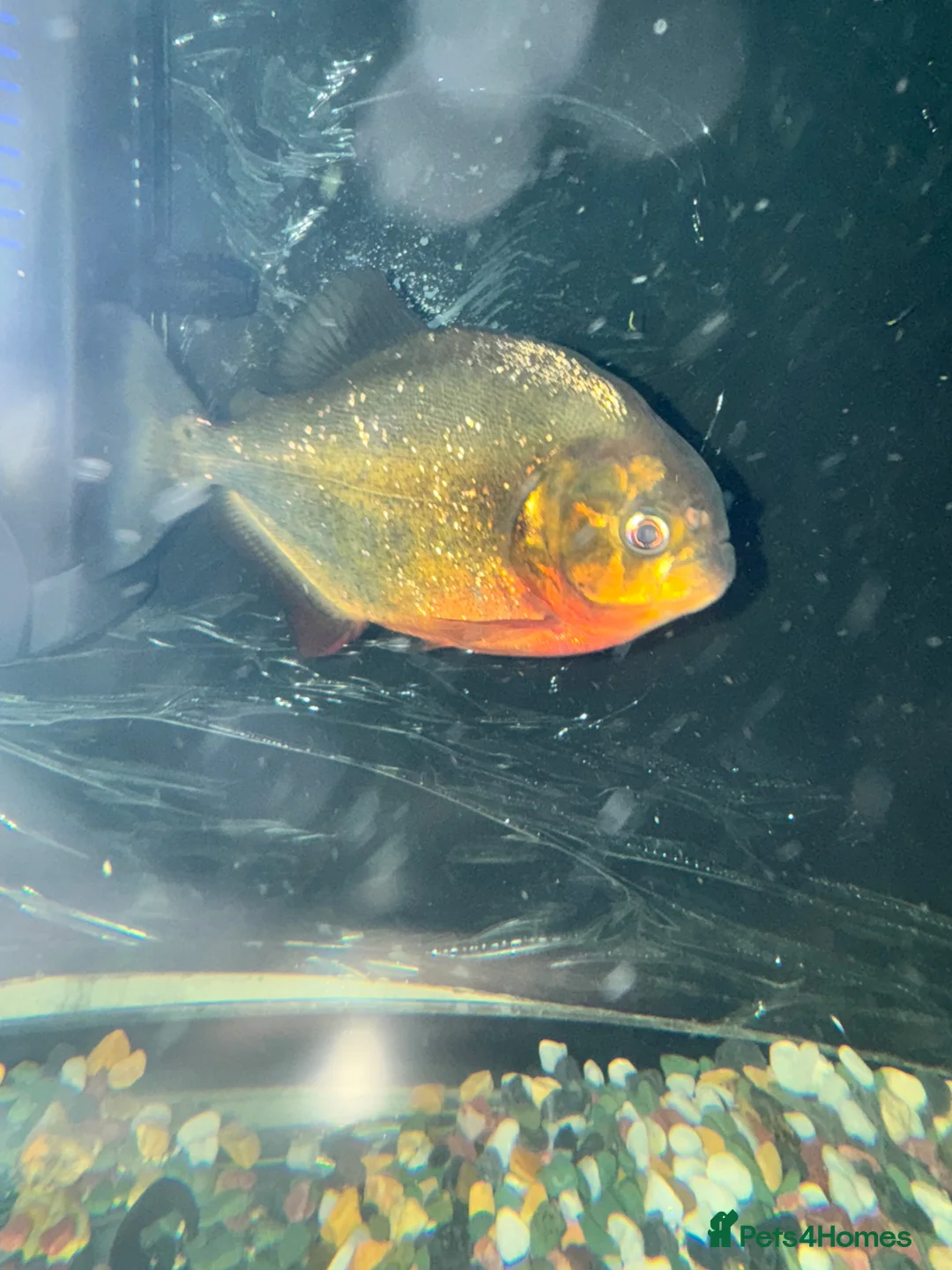 Piranhas fish for sale: FREE REDBELLYPIRHANA/TINFOILBARB/PINKTAIL CHALCEUS - Advert 5