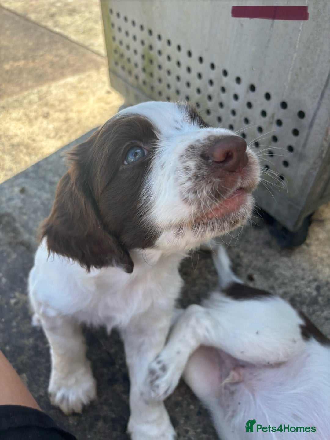 English Springer Spaniel dogs for sale: KENNEL CLUB Pedigree Springer Spaniel Puppies - Image 25