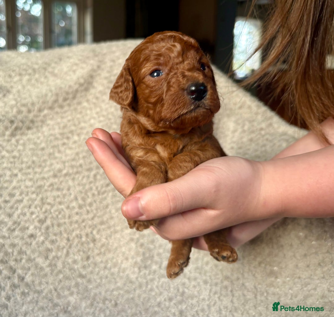 Cockapoo dogs for sale: ✨ Gorgeous Cockapoo Puppies ✨ - Image 15