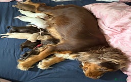 Sprocker dogs for sale: Sprocker puppies ready next week !  - Image 10