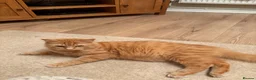 Mixed Breed cats for sale: Mixed Breed Kittens  - Advert 2