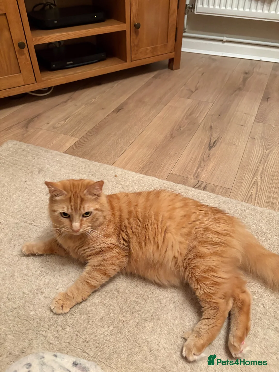 Mixed Breed cats for sale: Mixed Breed Kittens  - Advert 2