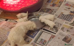 West Highland Terrier dogs for sale: Gorgeous KC registered Westie pups - Image 6