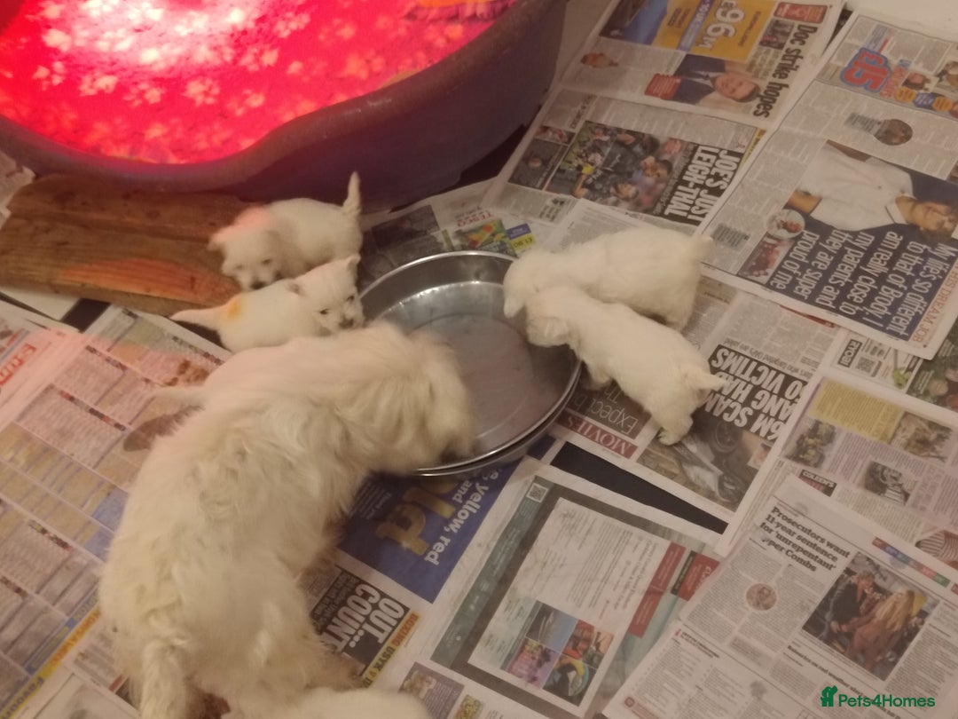 West Highland Terrier dogs for sale: Gorgeous KC registered Westie pups - Image 6