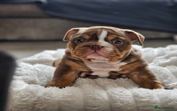 English Bulldog dogs for sale: Stunning KC Registered English Bulldog Bitch  - Image 4