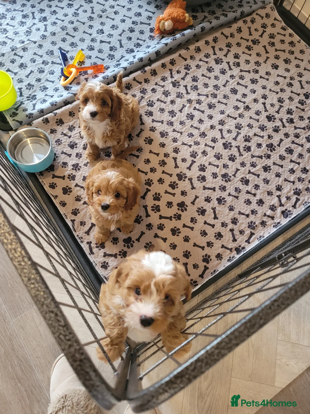 Cavapoo dogs for sale: Cavapoo puppys  - Advert 9
