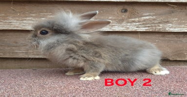 Lionhead rabbits - Advert 6