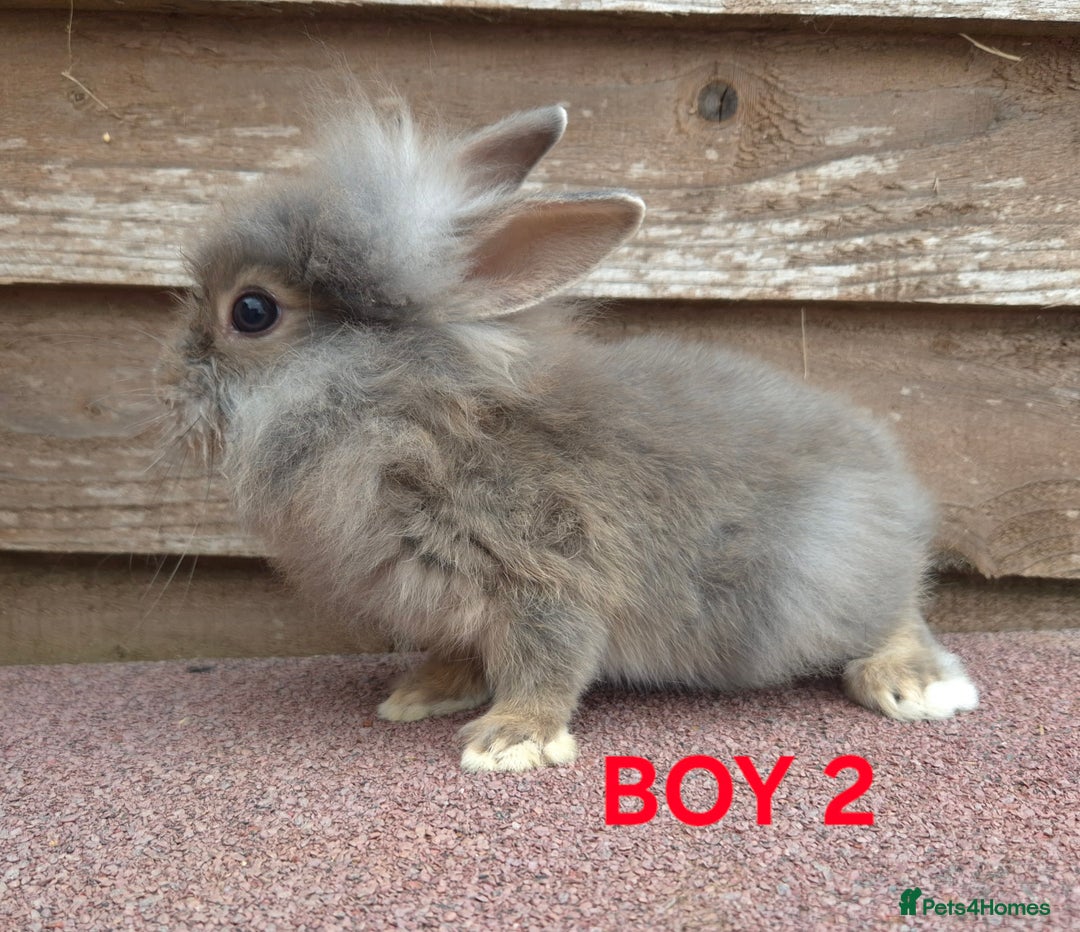 Lionhead rabbits for sale: Beautiful lionheads - Image 2