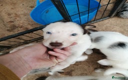 Bearded Collie dogs for sale: Beautiful blue merle collie pups! Workers or pets - Image 13