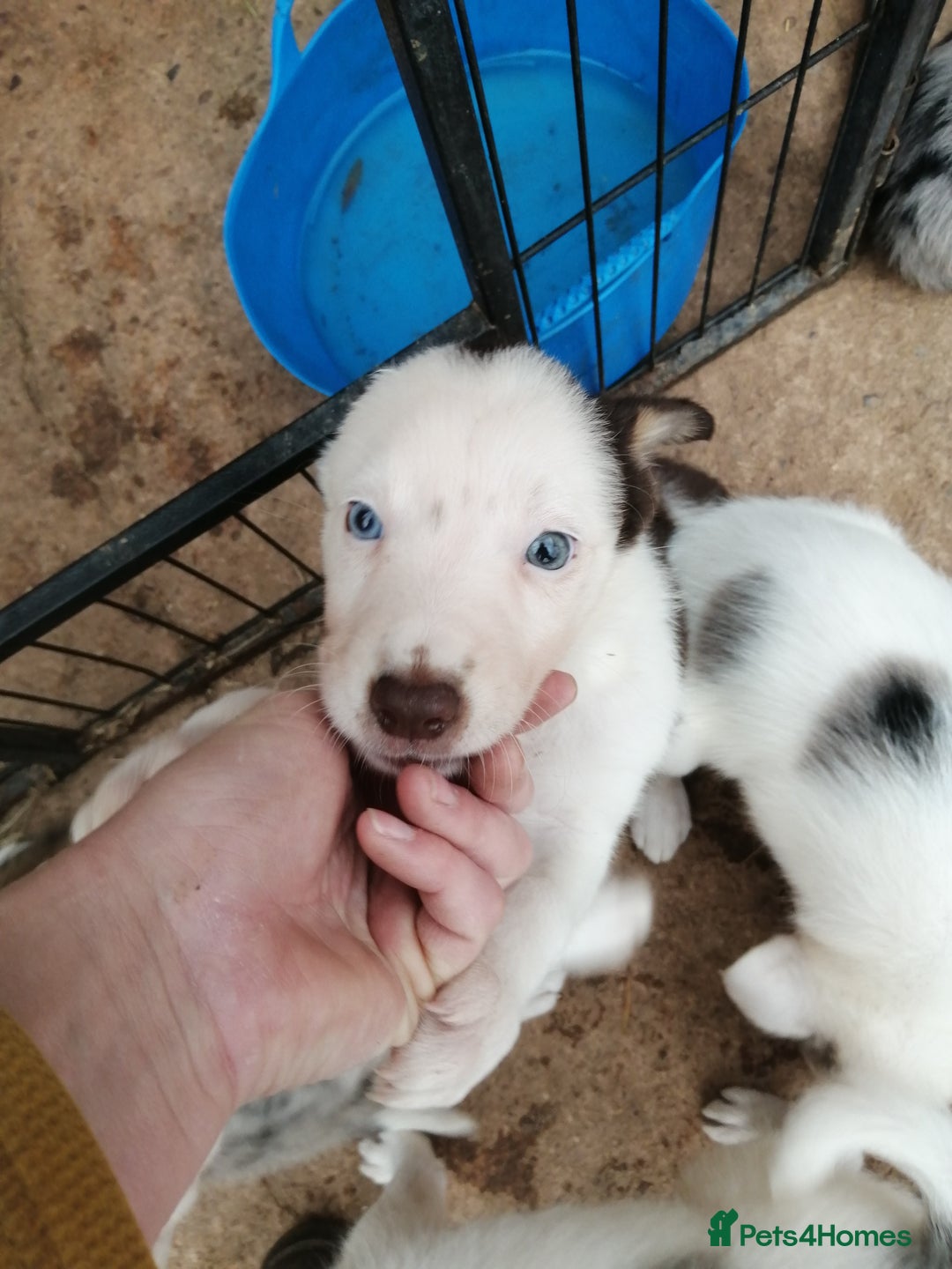 Bearded Collie dogs for sale: Beautiful blue merle collie pups! Workers or pets - Image 13