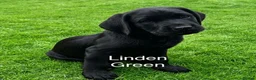 Labrador Retriever dogs for sale: Gorgeous Black Labrador Puppies - READY NOW - Advert 6