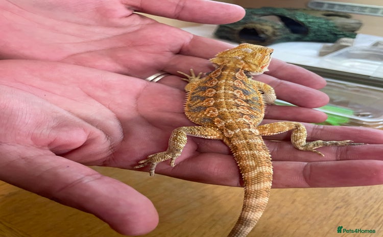 Bearded Dragon reptiles - Advert 1