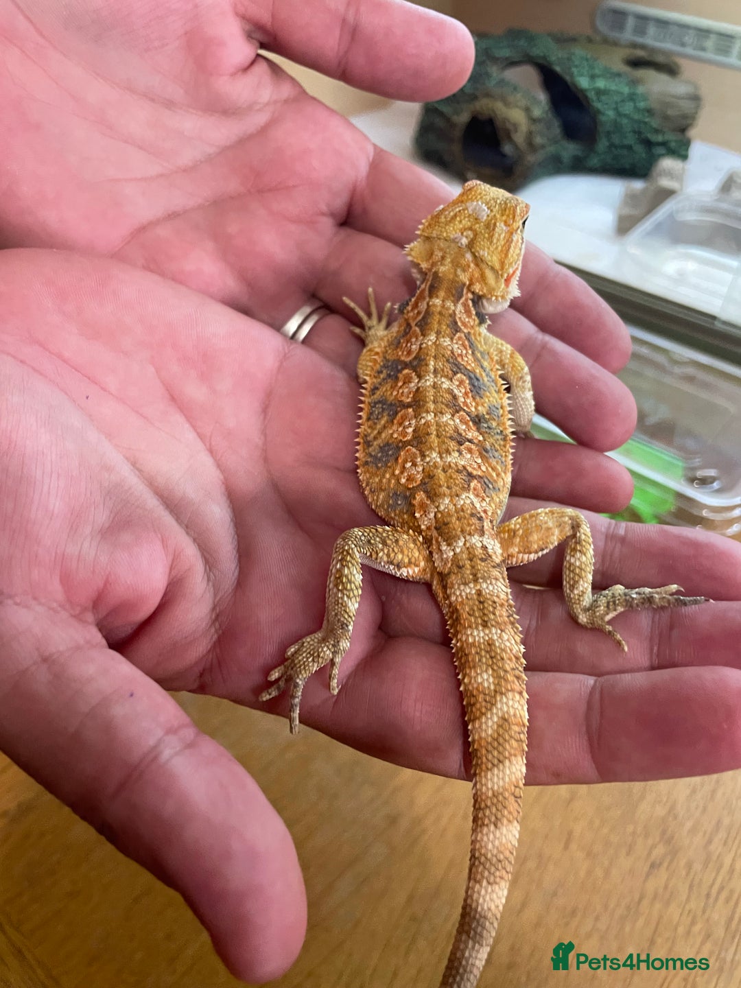Bearded Dragon reptiles for sale: Bearded dragons  - Image 1