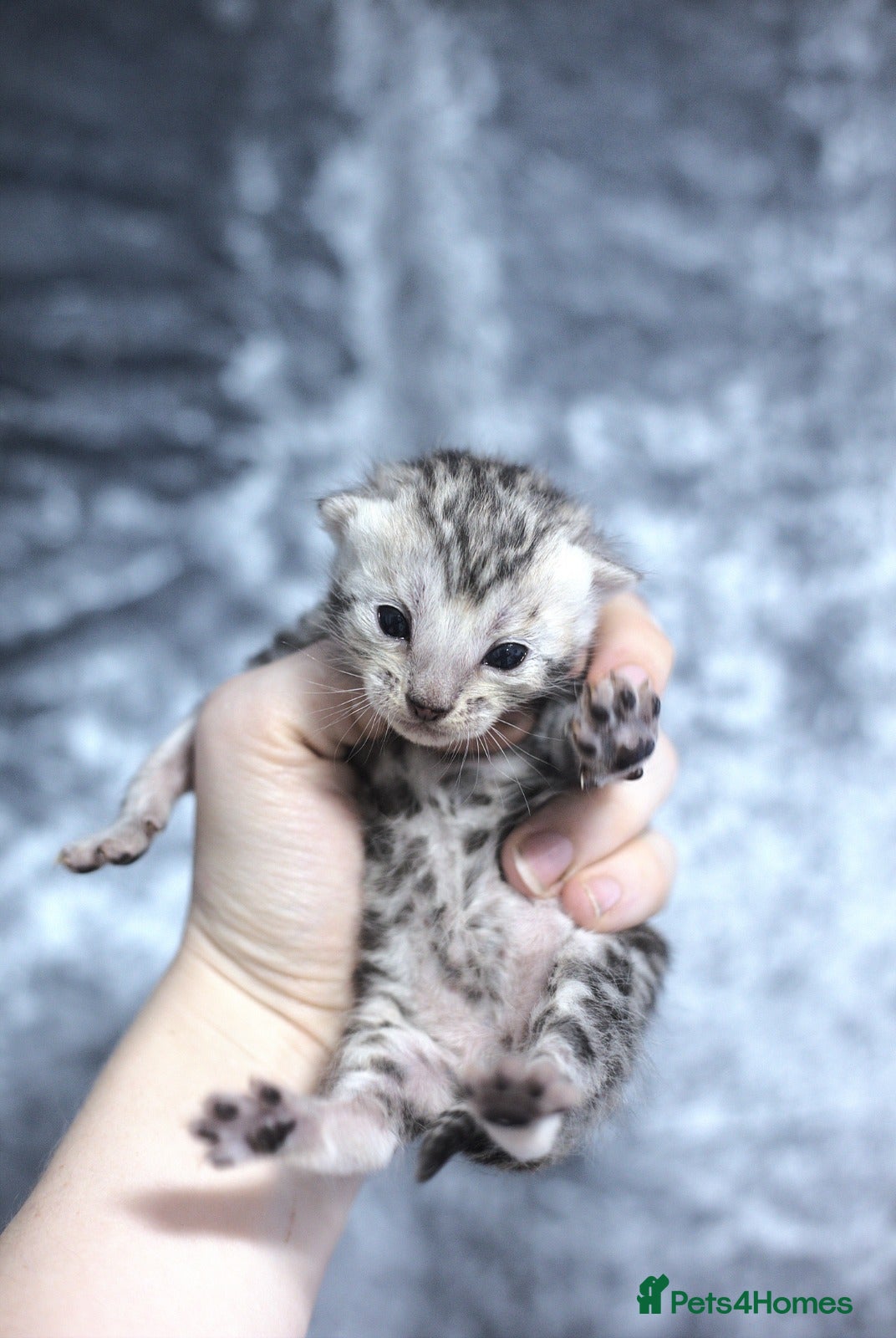 Bengal cats Snows Ready Now 12 weeks old, Quality Bloodlines - Advert 4