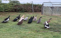 Ducks poultry for sale: Runner x Cayuga Ducks - Image 1